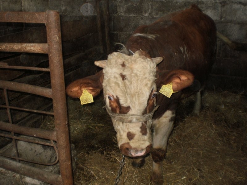sprzedam byka 400kilo — zdjęcie 6