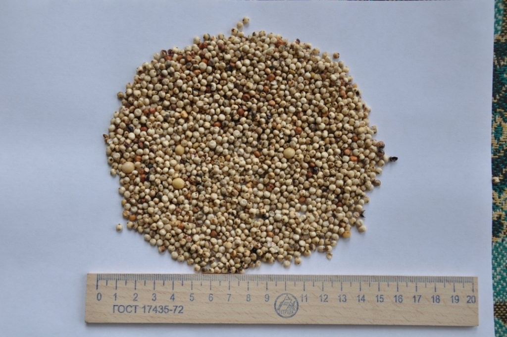 Sprzedam sorgo