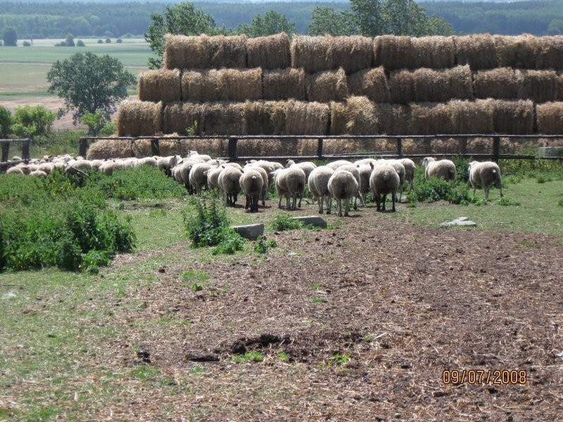 Skup jagniąt/owiec — zdjęcie 1