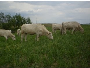 Charolais 100% Sprzedam — zdjęcie 2