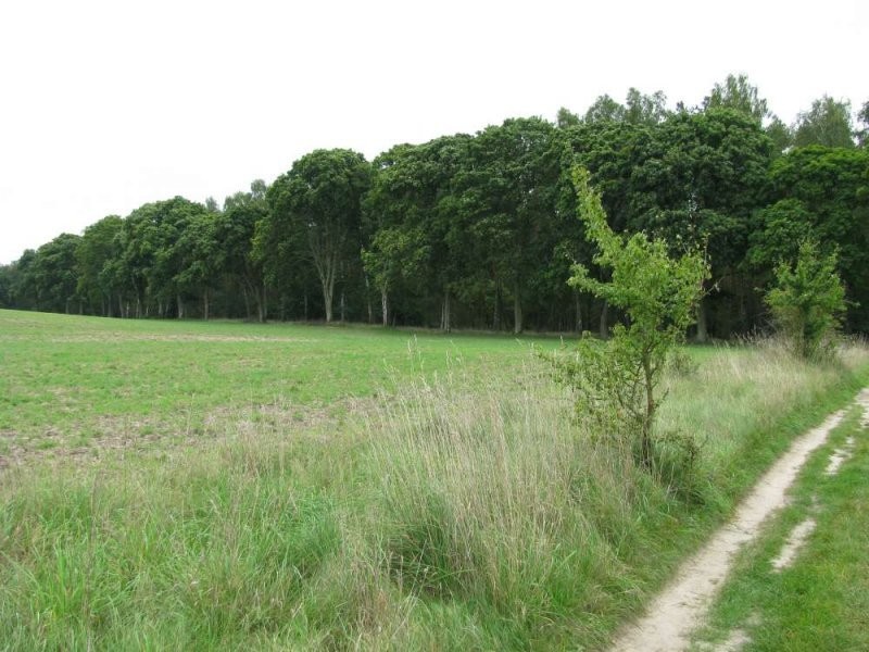 Nowa Wieś Wielka, Działka budowlana 50 000 m2 — zdjęcie 2