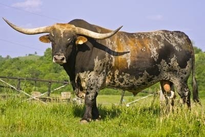 Texas Longhorn — zdjęcie 3