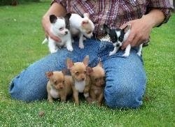 Chihuahua szczenięta na sprzedaż.