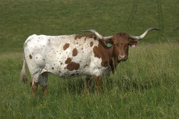 Texas Longhorn — zdjęcie 6