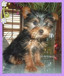 YORKSHIRE TERRIER PIESEK