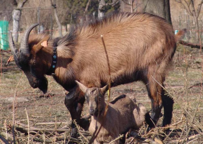 dorodnego capa kozy mlecznej francuska alpejska sp — zdjęcie 1
