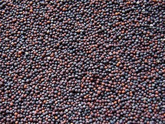 Sprzedam Krokosz, sorgo, rzepik, proso ostropest, gorczyce — zdjęcie 2