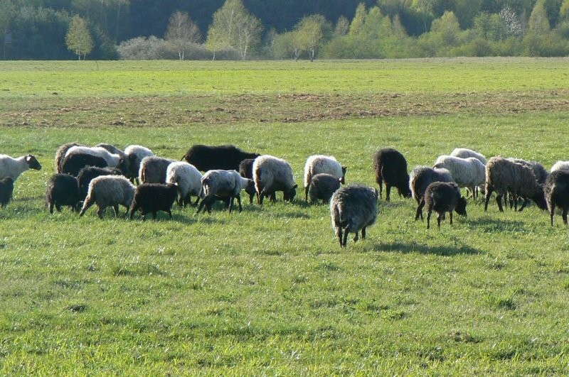 Owce wrzosówki sprzedam - wielkopolska.