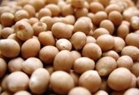 Verkaufe Hirse,Sorghum!!!!