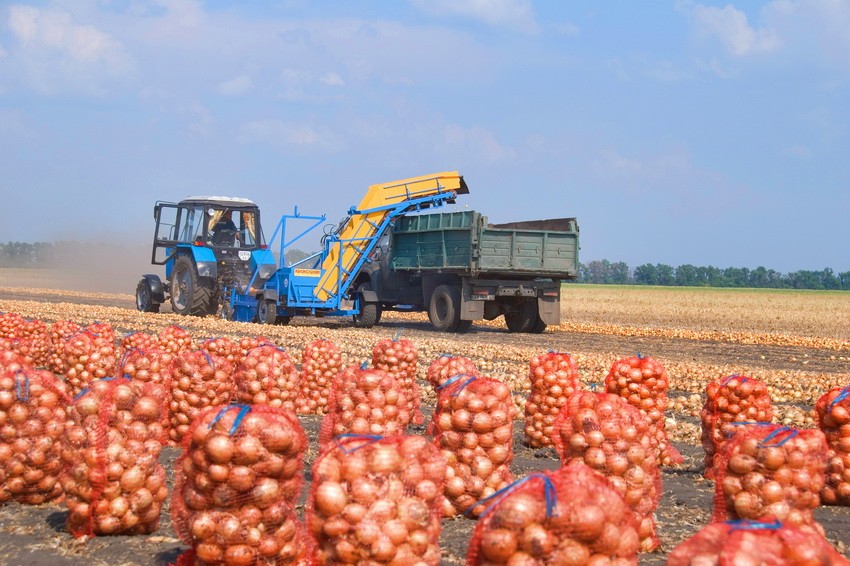  Ukraina.Warzywa,ziemniaki 0,25 zl/kg.Grunty rolne 150 zl/ha.Oferujemy