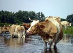 Ukraina. Stada krow, owiec, koz 4 zl/kg w cenie zywca.Oferujemy grunty