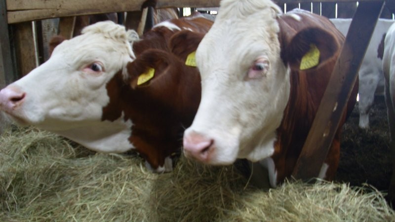Jałówki, krowy Simmentaler, Montbeliarde — zdjęcie 2