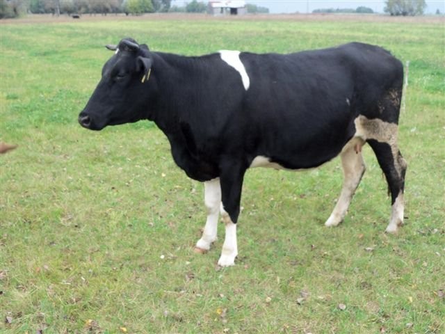 piękna jałówka — zdjęcie 3