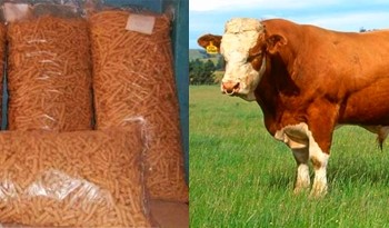  Ukraina. Byczki, jalowki 4 zl/kg. Siano, sloma do darmowego zbioru. 