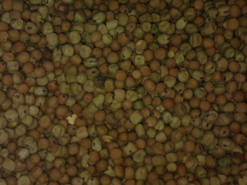 Groch Pastewny Sprzedam Kuj-Pom !!!