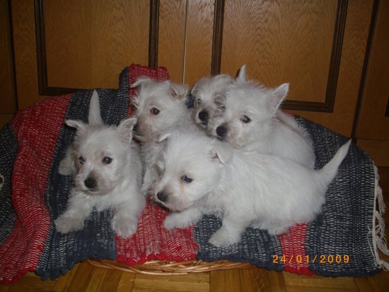 WEST HIGHLAND WHITE TERRIER — zdjęcie 2