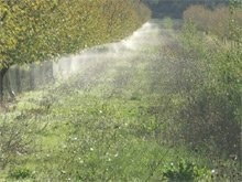 Nawadnianie sadów, szkółek