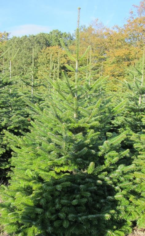 Jodła kaukaska Abies Nordmanniana Choinki z Danii Hurt — zdjęcie 6