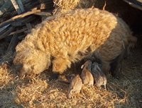 prosięta rasy Mangalica — zdjęcie 1