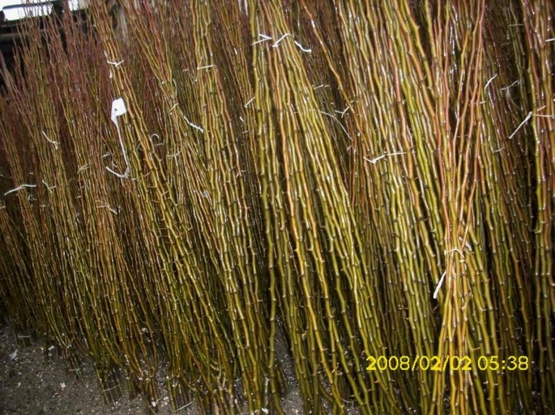 piantine in vendita