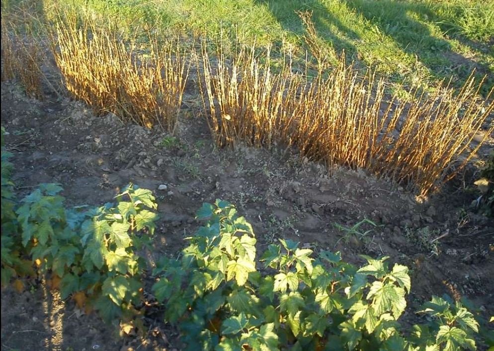 Sadzonki czarnej porzeczki - sprzedam — zdjęcie 1