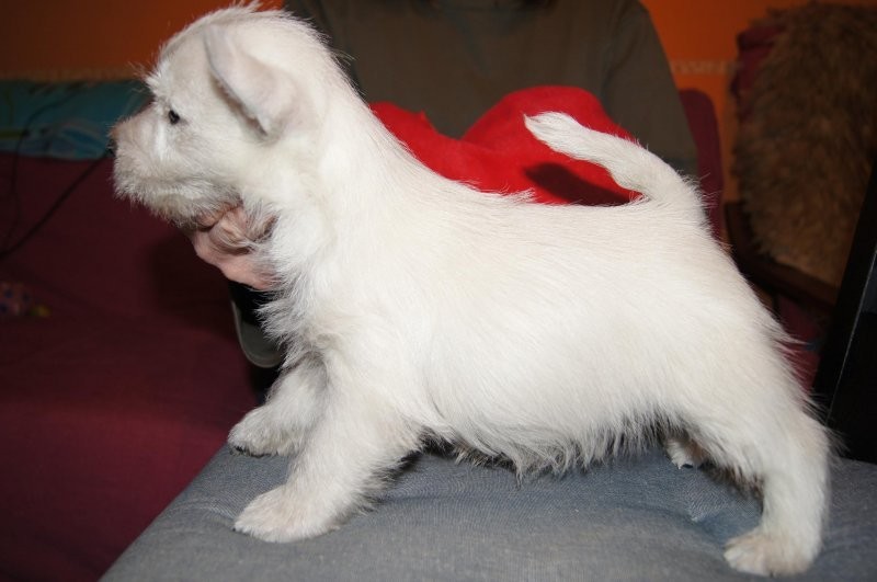 West highland white terrier z hodowli Geslander — zdjęcie 3