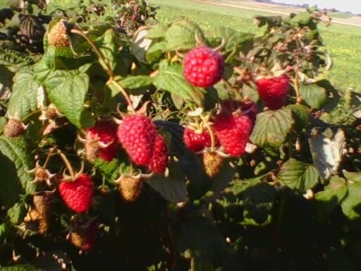 SPSZEDAM MALINE POLKE
