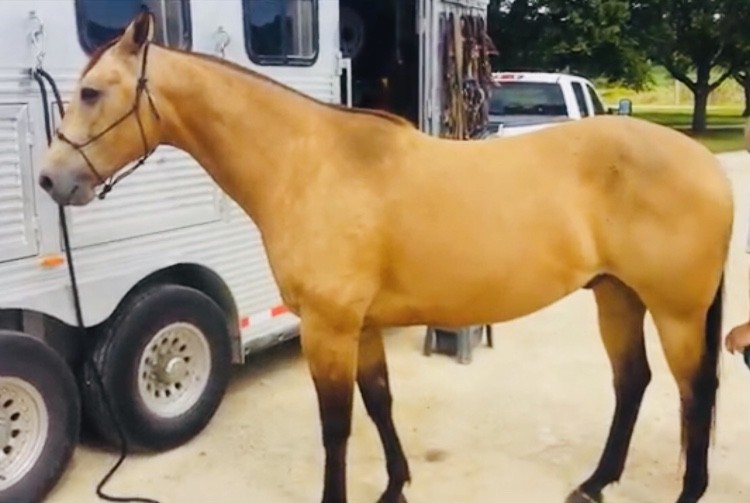 Buckskin čtvrtletí kůň valach   (Stann) je připraven k lepení, úžasný  — zdjęcie 5
