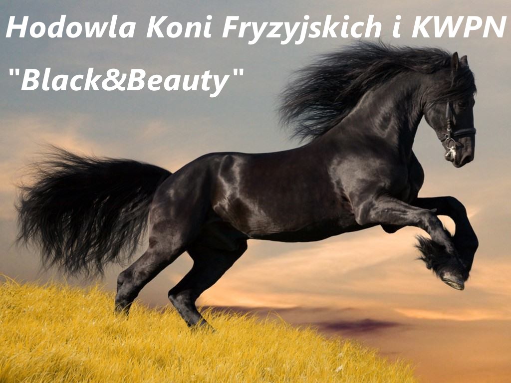 Kon Klacz fryzyjski fryzyjska fryz barokowa duża — zdjęcie 8