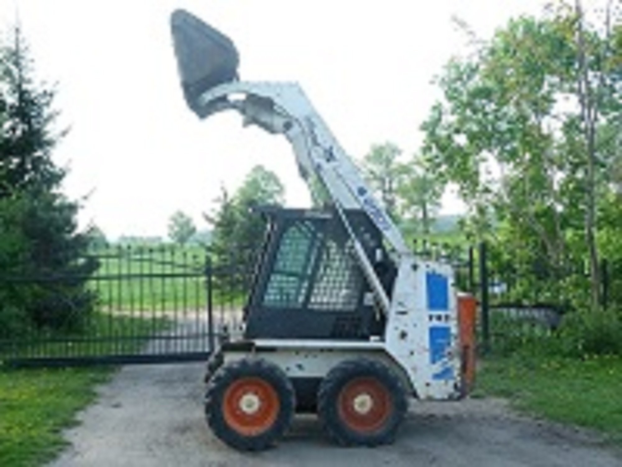 Cielaki bydło mięsne, bobcat — zdjęcie 1