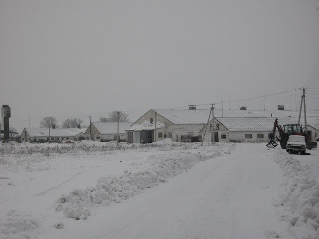 Ukraina.Gospodarstwo rolne,ferma trzody chlewnej. — zdjęcie 1