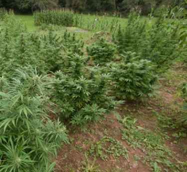 nasiona     thc green family seeds kilka odmian dla kolekcjonerów 