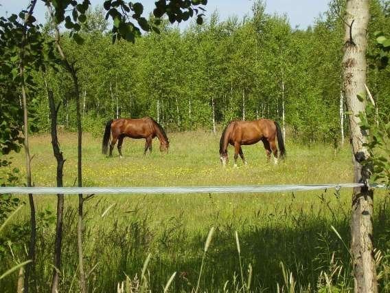 Sprzedam uroczo połozone siedlisko (gospodarstwo) — zdjęcie 4