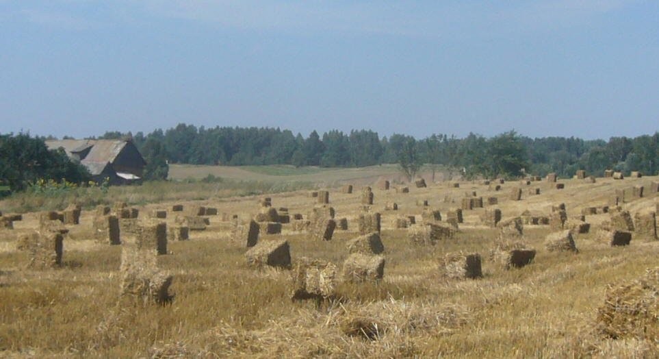 Słoma w kostkach 2012 pszenżyto