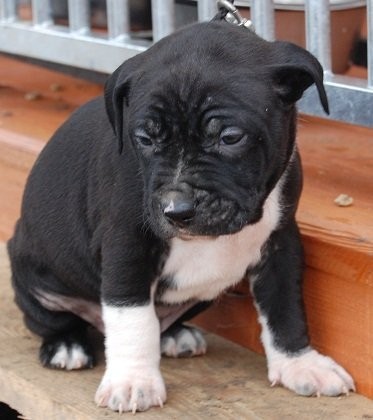 Szczeniaki Pitbull z rodowodem ADBA — zdjęcie 2