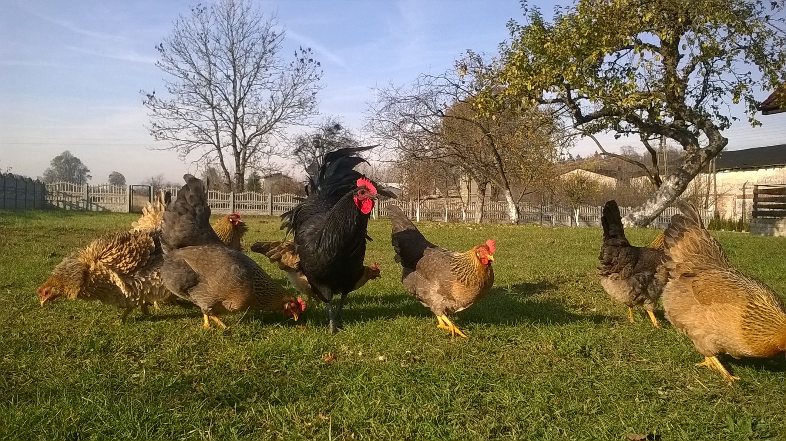 Sprzedam młode kurczaki hybrydy ras : Australop, Marans i Włoszka — zdjęcie 3