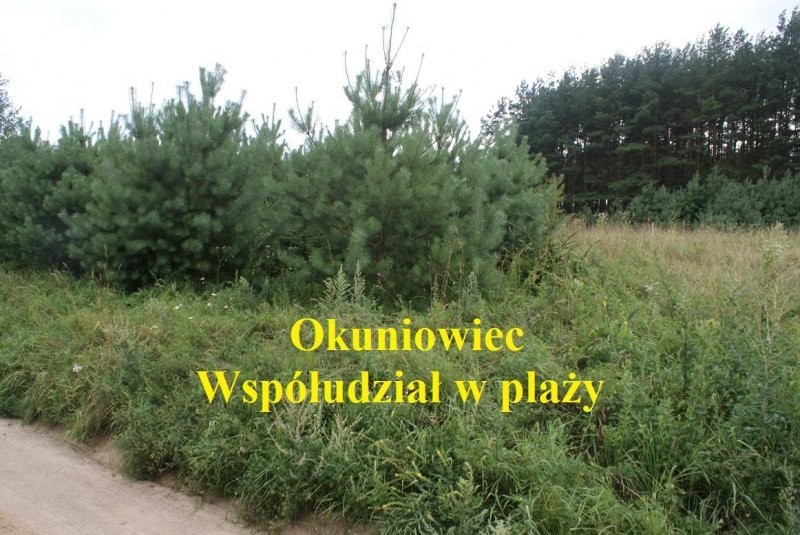 (77) Działka nad jeziorem w Okuniowcu — zdjęcie 2