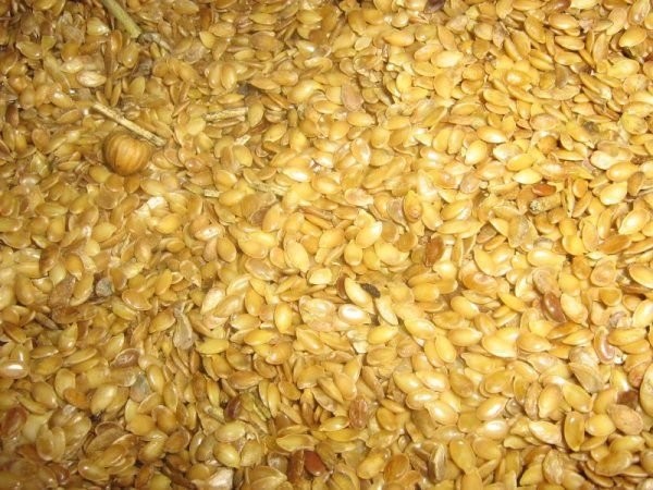 Mam do sprzedania 10 ton lnu oleistego jasnego