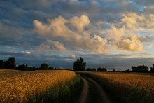 kupię pszenżyto