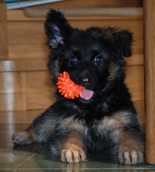 Altdeutsche Schäferhundwelpen — zdjęcie 2