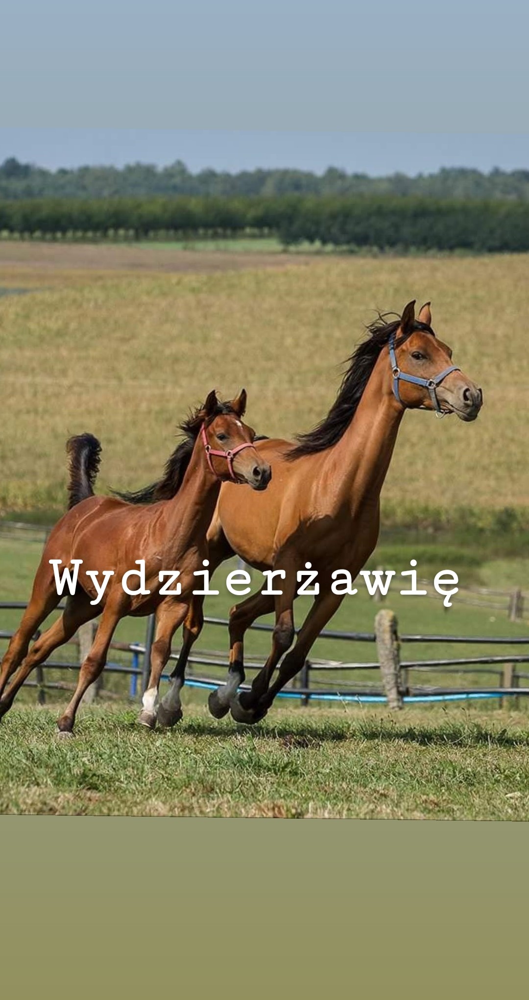 Wynajmę lub wezmę w opiekę małe gospodarstwo ze stajnią