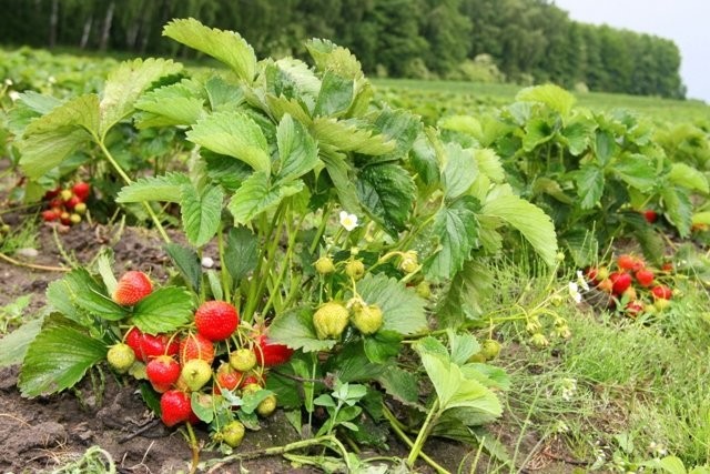 Sadzonki truskawek frigo i zielone z certyfikatem — zdjęcie 4