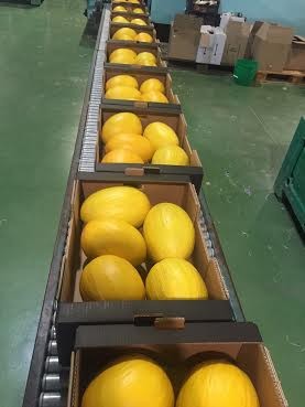 Melon Galia i melon żółty — zdjęcie 1