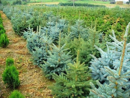 Iglaki i inne krzewy ozdobne-ponad 280 odmian ! — zdjęcie 5