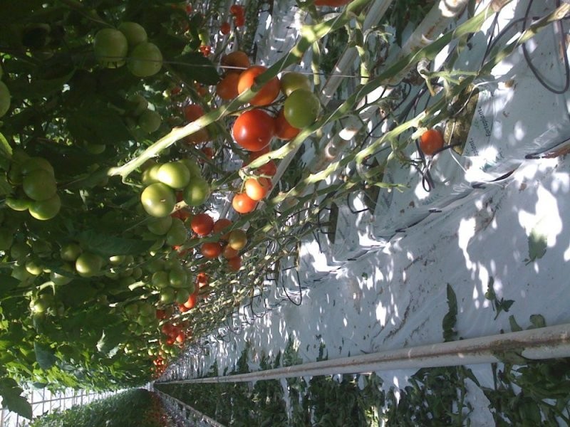 Tomatoes export, Tomatoes from Poland — zdjęcie 4