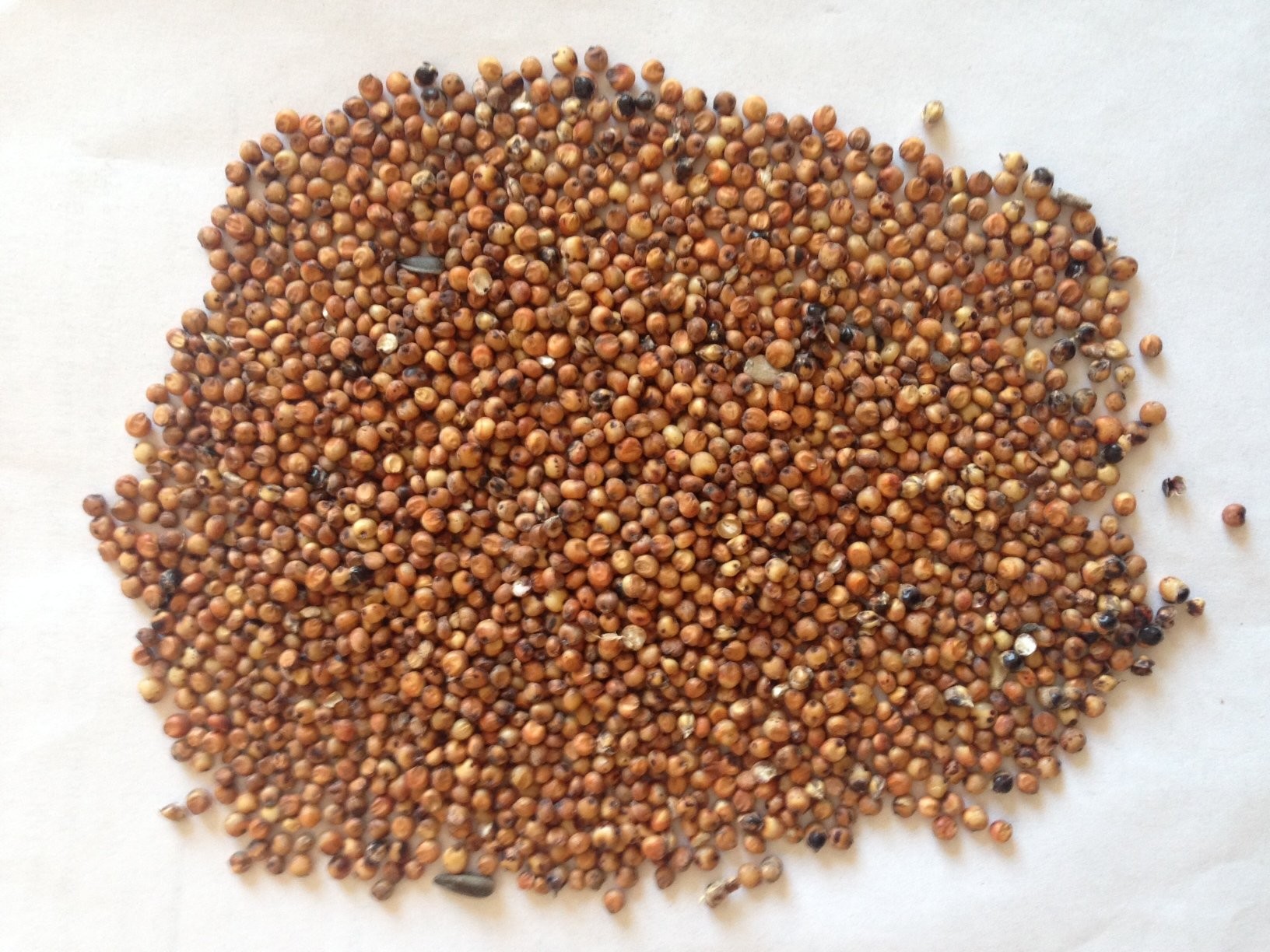 Sprzedawanie sorgo czerwony, żółty, czerwony muszt