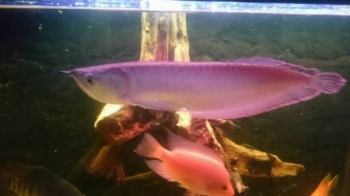 Super czerwony, Asia czerwony, złoty 24k Arowana ryb