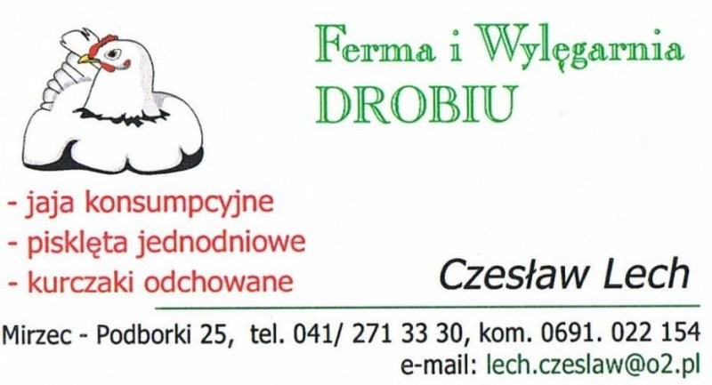Kurczęta odchowane — zdjęcie 1