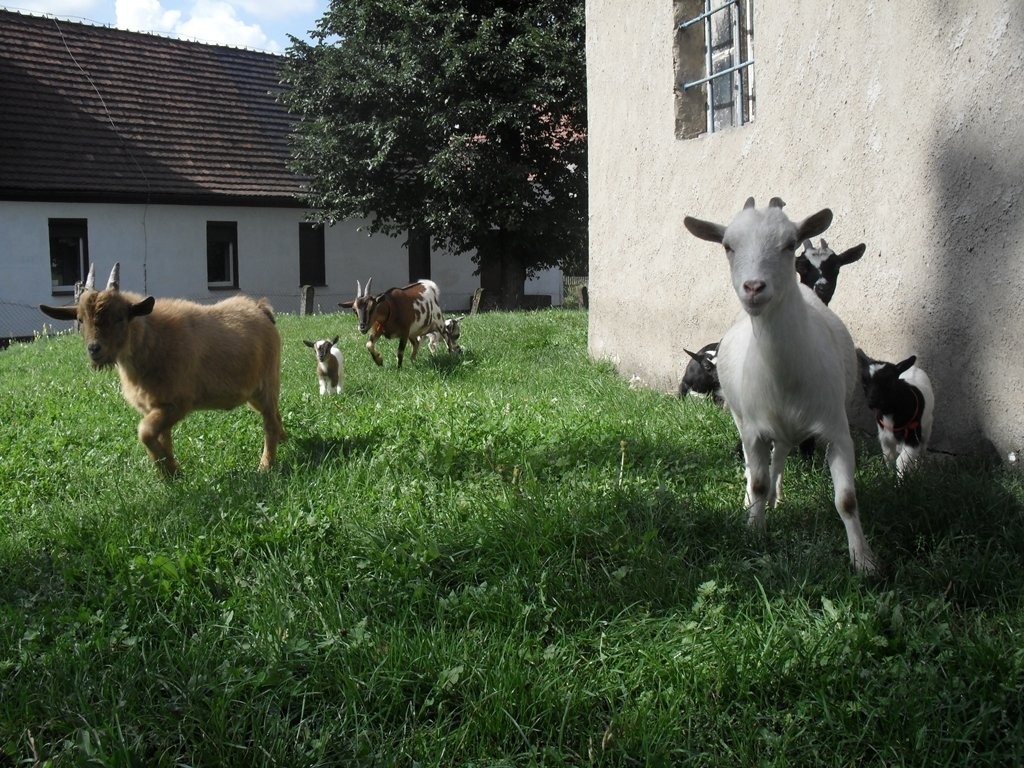 Koziołek miniaturowy — zdjęcie 3