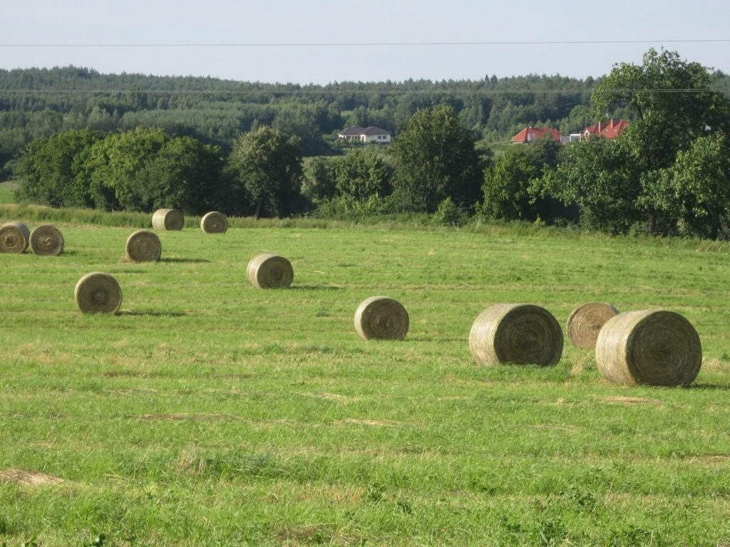 SPRZEDAM SIANO DLA KONI, 200 zł/tona — zdjęcie 2